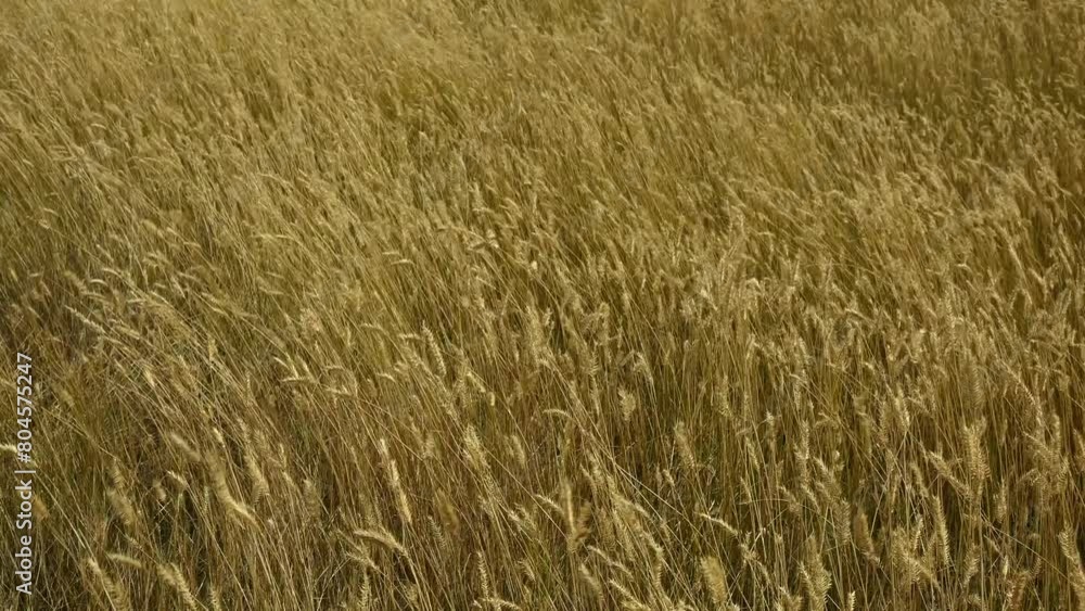 A field of golden colored dry grass is moving rapidly in a strong wind.
A field of golden colored dry grass is moving rapidly in a strong wind.