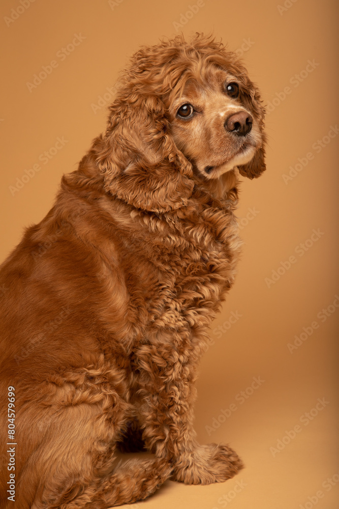Fototapeta premium Studio portrait of a cocker spaniel dog sitting down. He is looking at the camera. The background is beige. The dog is an adult and is seven years old. 