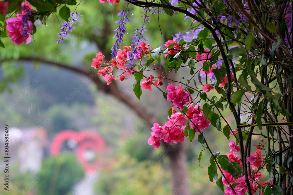 Pink bougainvillea flowers by the trees in Green Fantasy Forest, Miaoli County Taiwan. Pink bougainvillea flowers by the trees in Green Fantasy Forest, Miaoli County Taiwan.