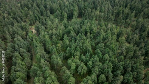 Aerial shot flying over Conifer plantation in Wales photo