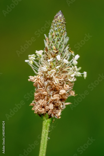 Close up of a seed head of a Ribwort Plantain photo