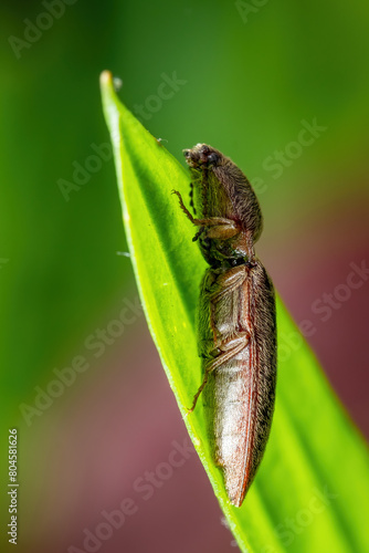 Profile view of Gambrinus griseus, a species of Click Beetle. photo