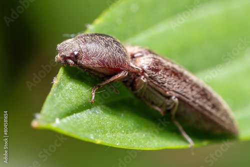 Close up of Gambrinus griseus, a species of Click Beetle.