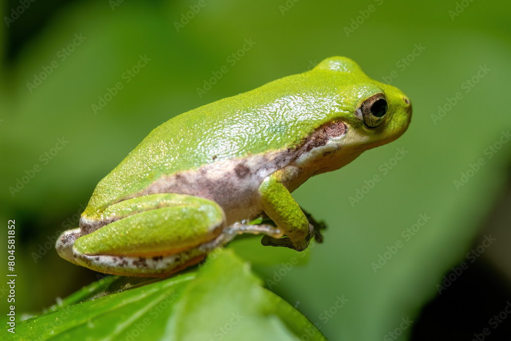 A juvenile Squirrel Treefrog at the edge of a leaf. A juvenile Squirrel Treefrog at the edge of a leaf.