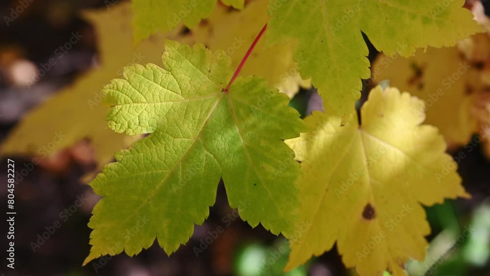Bright yellow and green maple leaves with sunlight creating highlights are moving in a light wind.
Bright yellow and green maple leaves with sunlight creating highlights are moving in a light wind.