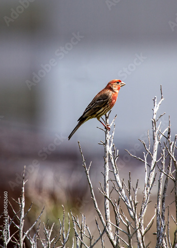 Photography Female House Finch (Haemorhous mexicanus) - Subtle Charmer with Streaks