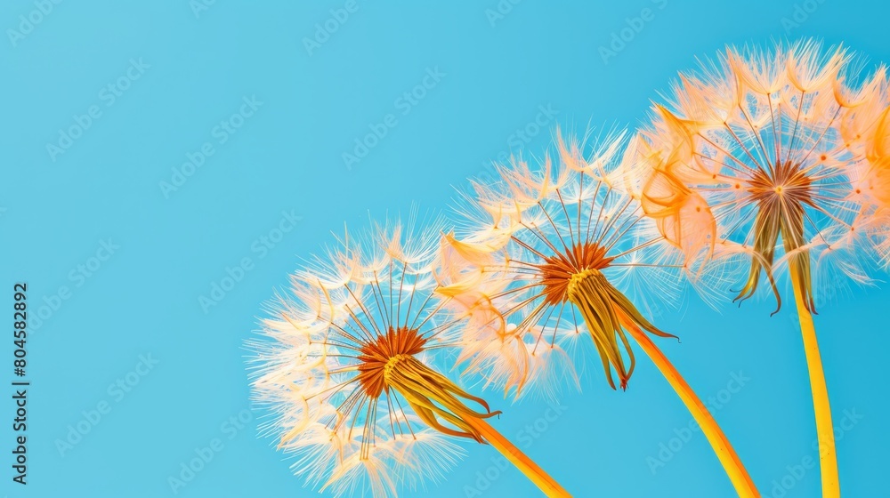   Three dandelions drift in the wind against a backdrop of a blue sky