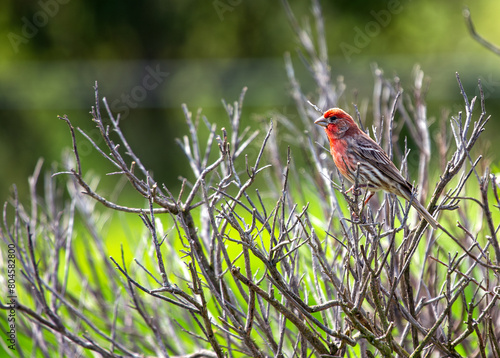 Photography Female House Finch (Haemorhous mexicanus) - Subtle Charmer with Streaks