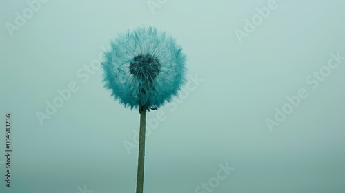  A dandelion amidst foggy day  background boasts a light blue sky