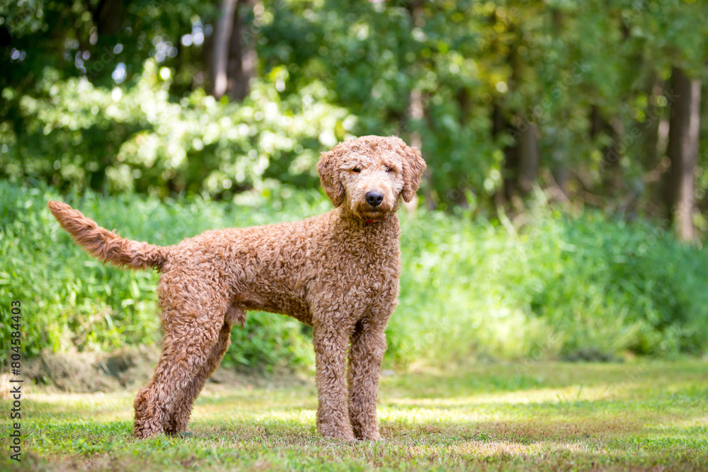 A Golden Retriever x Poodle mixed breed dog, also known as a Goldendoodle, standing outdoors A Golden Retriever x Poodle mixed breed dog, also known as a Goldendoodle, standing outdoors