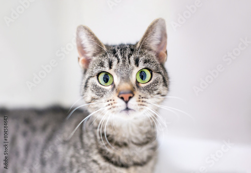 A shorthair tabby cat with dilated pupils and a surprised expression