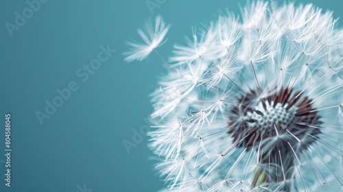   A tight shot of a dandelion  abundant with white blooms in the foreground  against a backdrop of a clear  blue sky