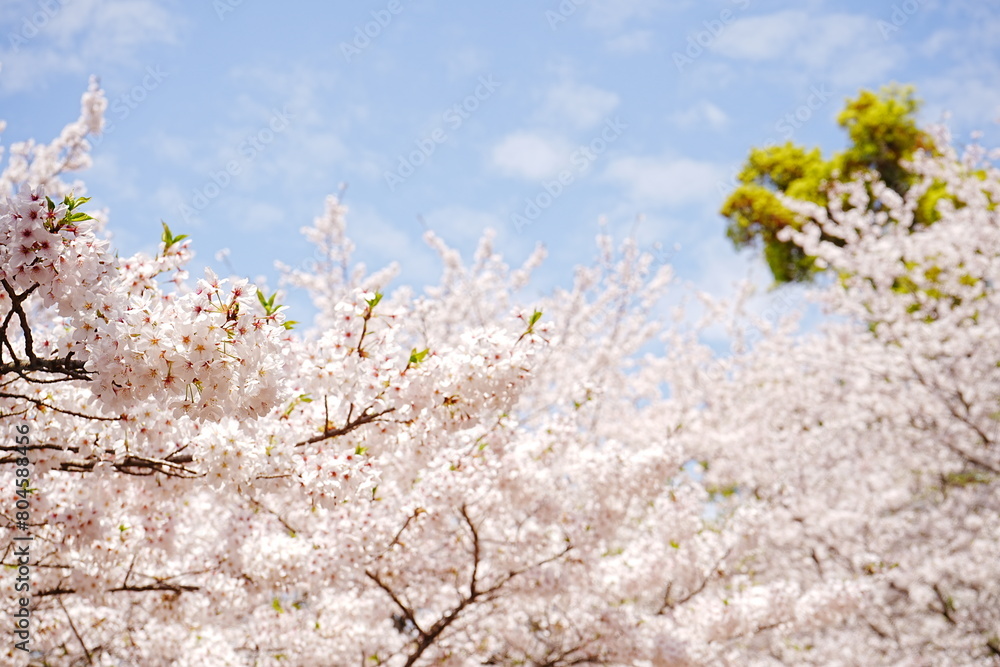 Beautiful Cherry Blossom or Sakura in Spring over Blue Sky, Japan, Copy space, Closeup - 日本 春 ピンク色の桜の花 青空の背景