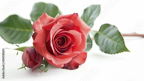 A stunning rose delicately set against a white background perfect for adding a touch of elegance to greeting cards for special occasions like weddings birthdays Valentine s Day and Mother s