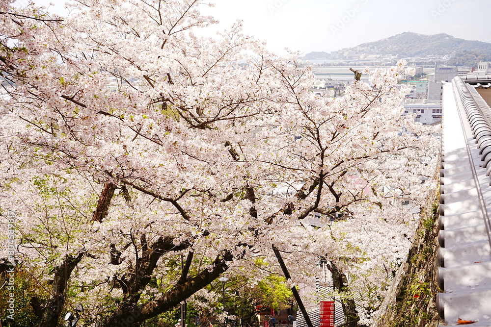 Beautiful Cherry Blossom or Sakura in Spring over Blue Sky, Japan, Copy space, Closeup - 日本 春 ピンク色の桜の花 青空の背景 Beautiful Cherry Blossom or Sakura in Spring over Blue Sky, Japan, Copy space, Closeup - 日本 春 ピンク色の桜の花 青空の背景