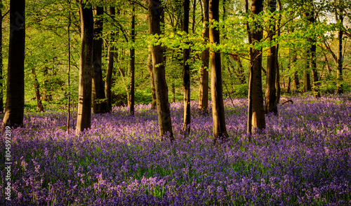 Obraz na płótnie The Bluebells In Chalkney Wood in Springtime