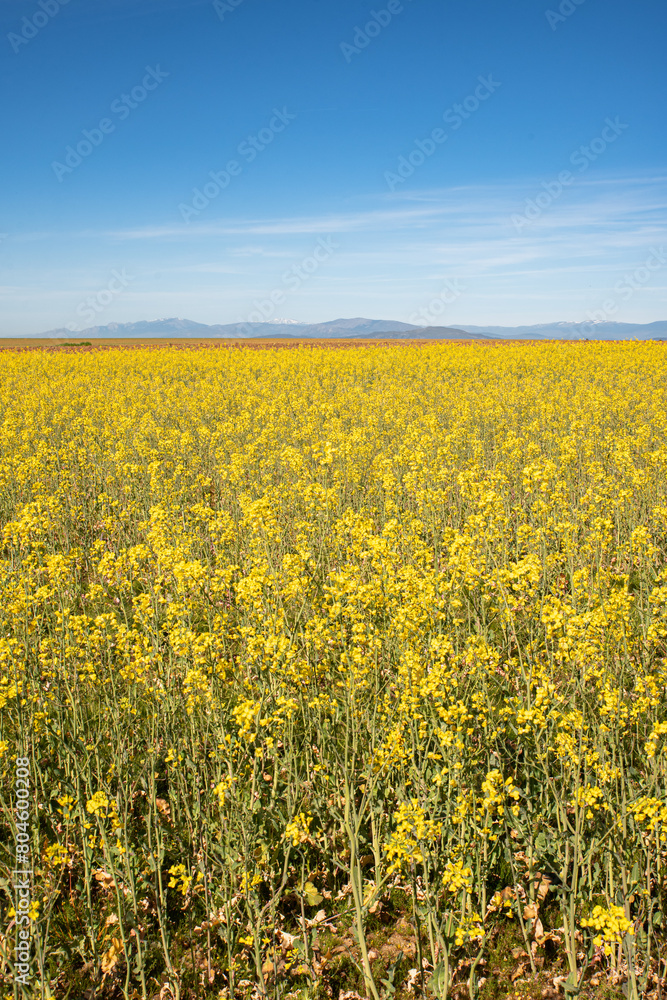 Obraz premium field with yellow flower under a blue sky