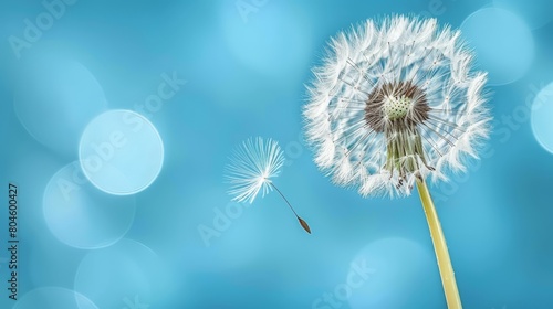   A dandelion drifts in the wind against a blue backdrop  its soft focus image showcasing the white puffball seeds