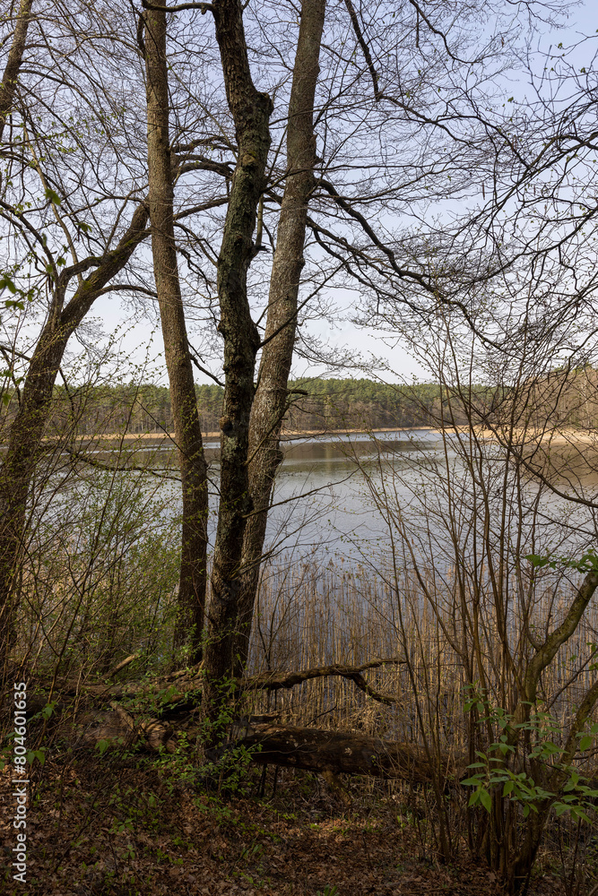 lake and trees without foliage in spring lake and trees without foliage in spring