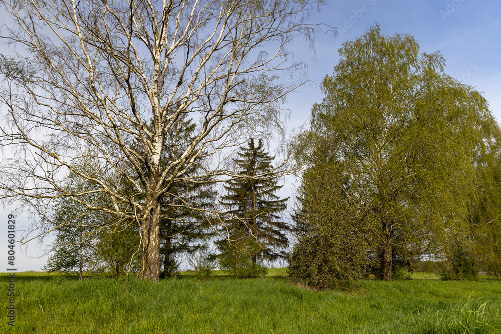 cloudy weather and birch trees with young foliage cloudy weather and birch trees with young foliage
