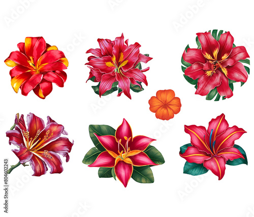 Set flower exotic. Tropical flowers (ID: 804602243)