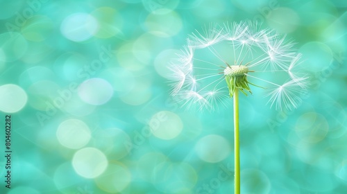   A dandelion  tightly framed  against a blue backdrop with softly radiating bokeh  from the light