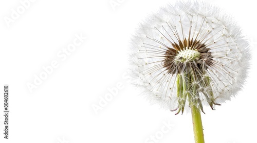 Wallpaper Mural   A dandelion flower in tight focus against a pristine white backdrop, featuring a solitary water droplet nestled within its heart Torontodigital.ca