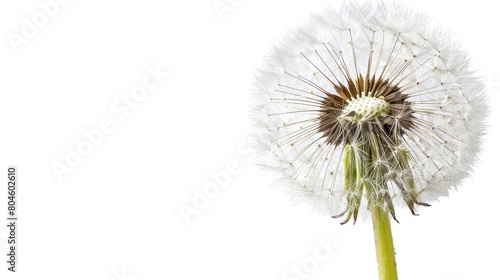   A dandelion flower in tight focus against a pristine white backdrop  featuring a solitary water droplet nestled within its heart