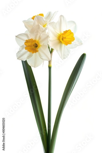 Bright white and yellow flowers in a decorative vase. Ideal for home decor or floral arrangements