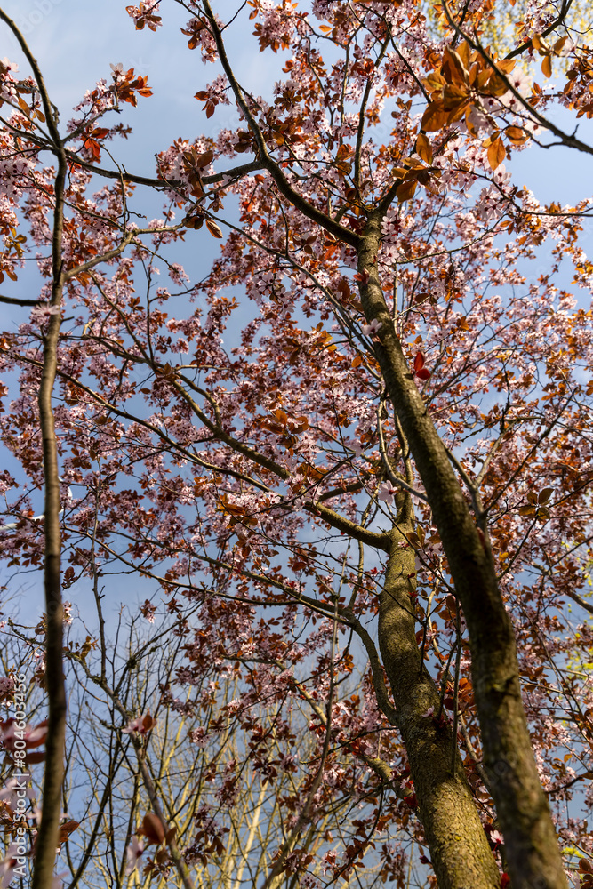 Fototapeta premium beautiful cherry blossoms during flowering in spring