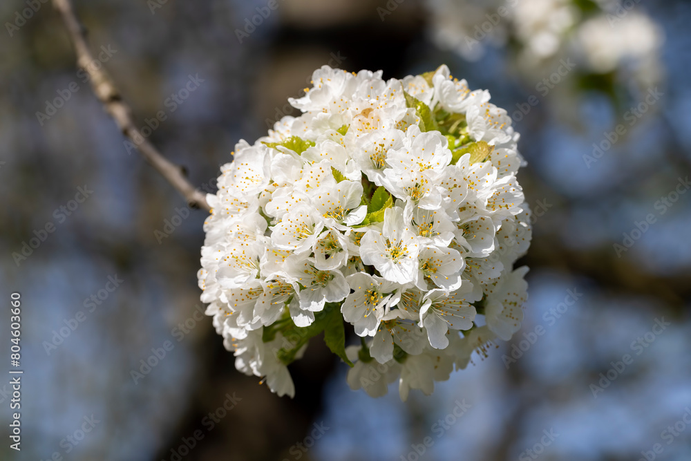 large inflorescences of white cherry blossoms in spring large inflorescences of white cherry blossoms in spring