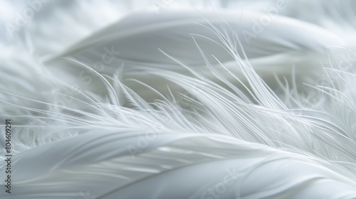  A tight shot of a pristine white feather against a slightly out-of-focus backdrop of adjacent feathers