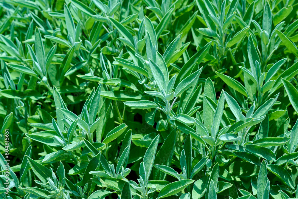 Sage (Salvia officinalis), Sale San Giovanni, Piedmont, Italy Sage (Salvia officinalis), Sale San Giovanni, Piedmont, Italy