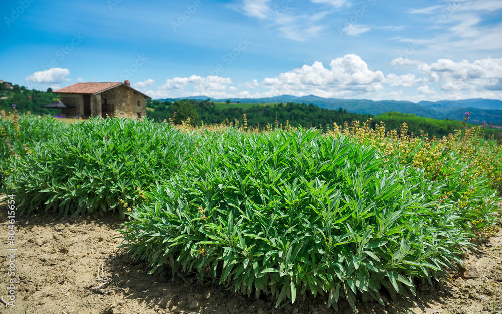 Sage (Salvia officinalis), Sale San Giovanni, Piedmont, Italy