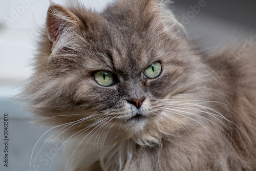 stray cat from the island of Stromboli