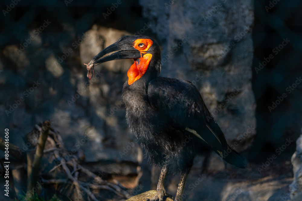 Obraz premium dzioborożec, bird