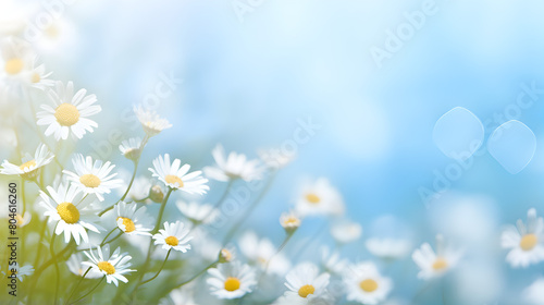 Summer landscape blue wildflower sunlight white green meadow floral plant spring field nature,HD wallpaper