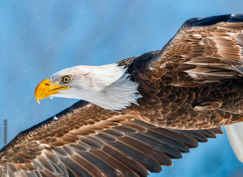 Obraz premium Close up of American Bald Eagle in the flight