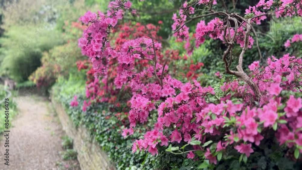 A pathway in a botanical garden full of beautiful blossoming trees A pathway in a botanical garden full of beautiful blossoming trees