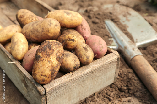 Organic fresh potato harvest in garden close up, macro. Freshly harvested dirty potatoes with shovel in wooden box on soil ground in sunlight photo