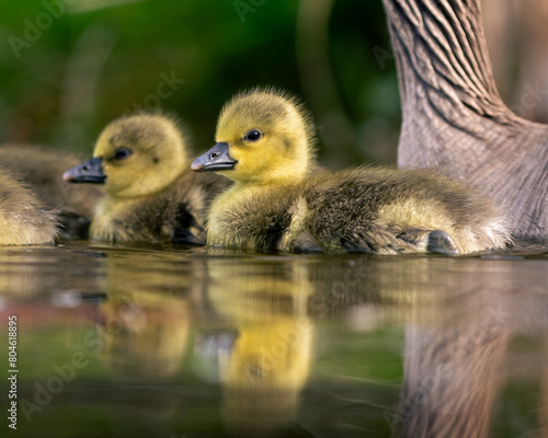 Geese chicks are swimming in the spring. © Alexander