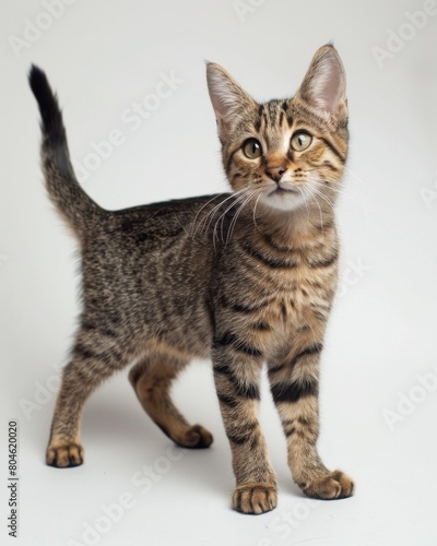 A European Shorthair kitten stands on a white surface, looking around with curiosity