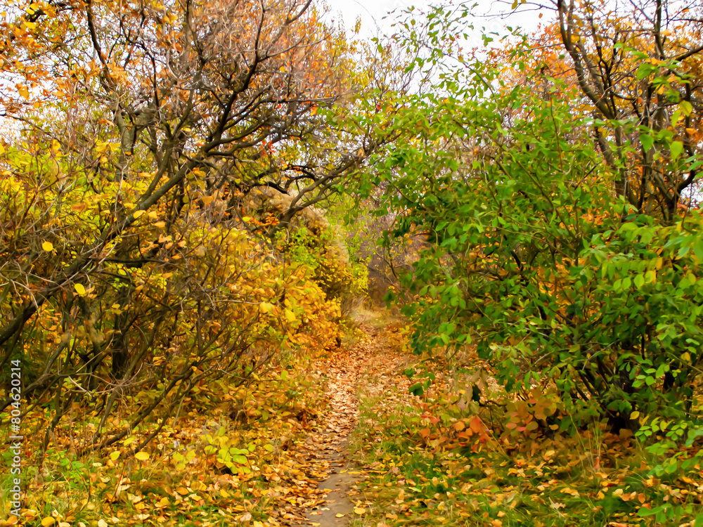 autumn path in the forest with trees and fallen yellow leaves