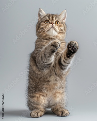 Exotic Shorthair cat stands on hind legs, paws playfully raised