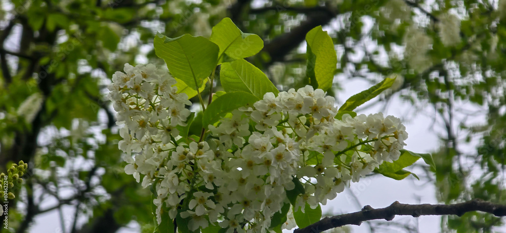 Obraz premium Bird cherry (Prunus avium), blossom, Germany