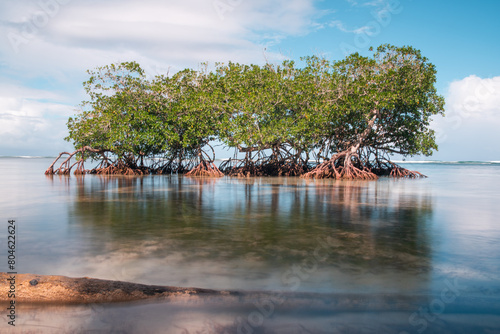 mangroves dominican republic las terrenas portillo photo