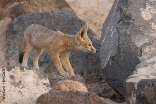 A young Kit Fox gets ready to jump from one boulder to another near it's den in the desert of Southern Utah, USA, as the soft warm light of evening glows on the scene.