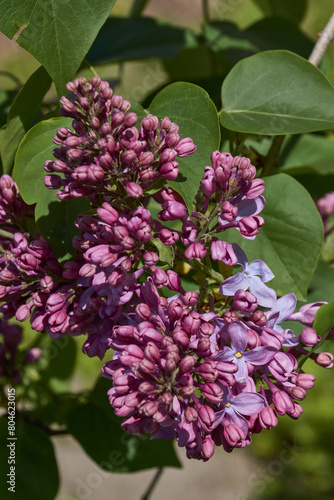 Inflorescences appeared from lilac flower buds. Lilac inflorescences  Latin Syringa vulgaris  in the rays of the spring sun. Spring.