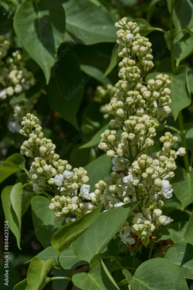 Inflorescences appeared from lilac flower buds. Lilac inflorescences (Latin Syringa vulgaris) in the rays of the spring sun. Spring. Inflorescences appeared from lilac flower buds. Lilac inflorescences (Latin Syringa vulgaris) in the rays of the spring sun. Spring.