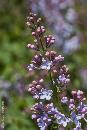 Inflorescences appeared from lilac flower buds. Lilac inflorescences (Latin Syringa vulgaris) in the rays of the spring sun. Spring.